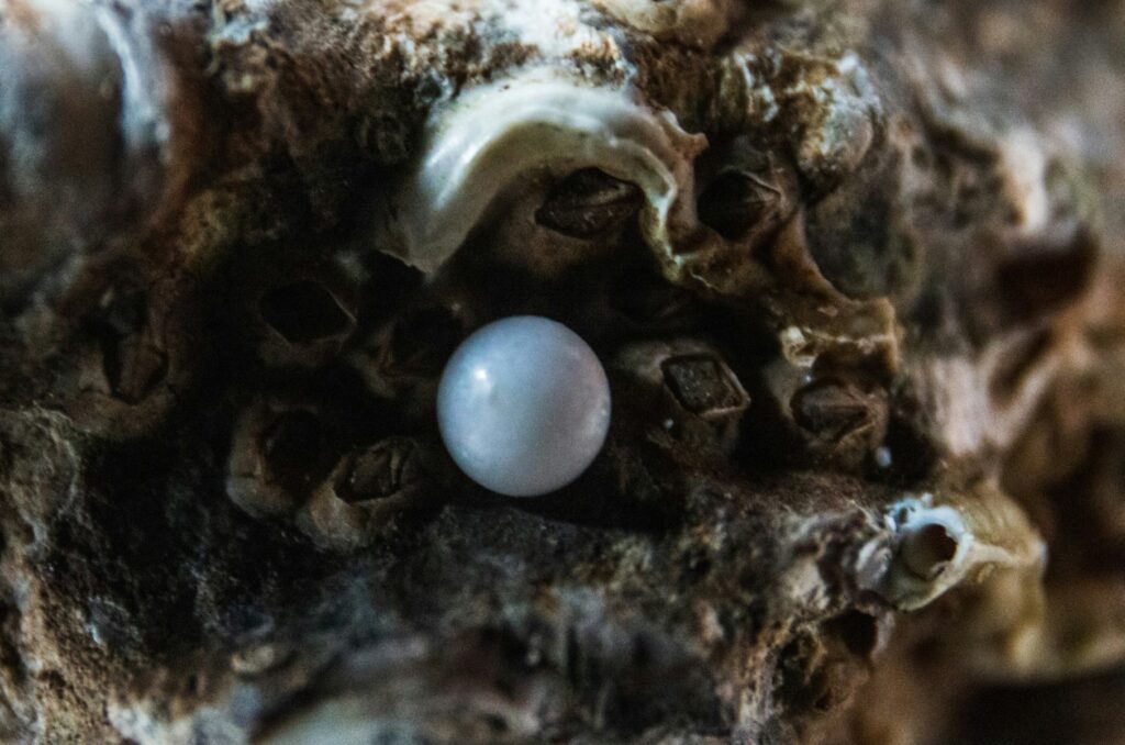 真珠の科学と謎——鉱物写真