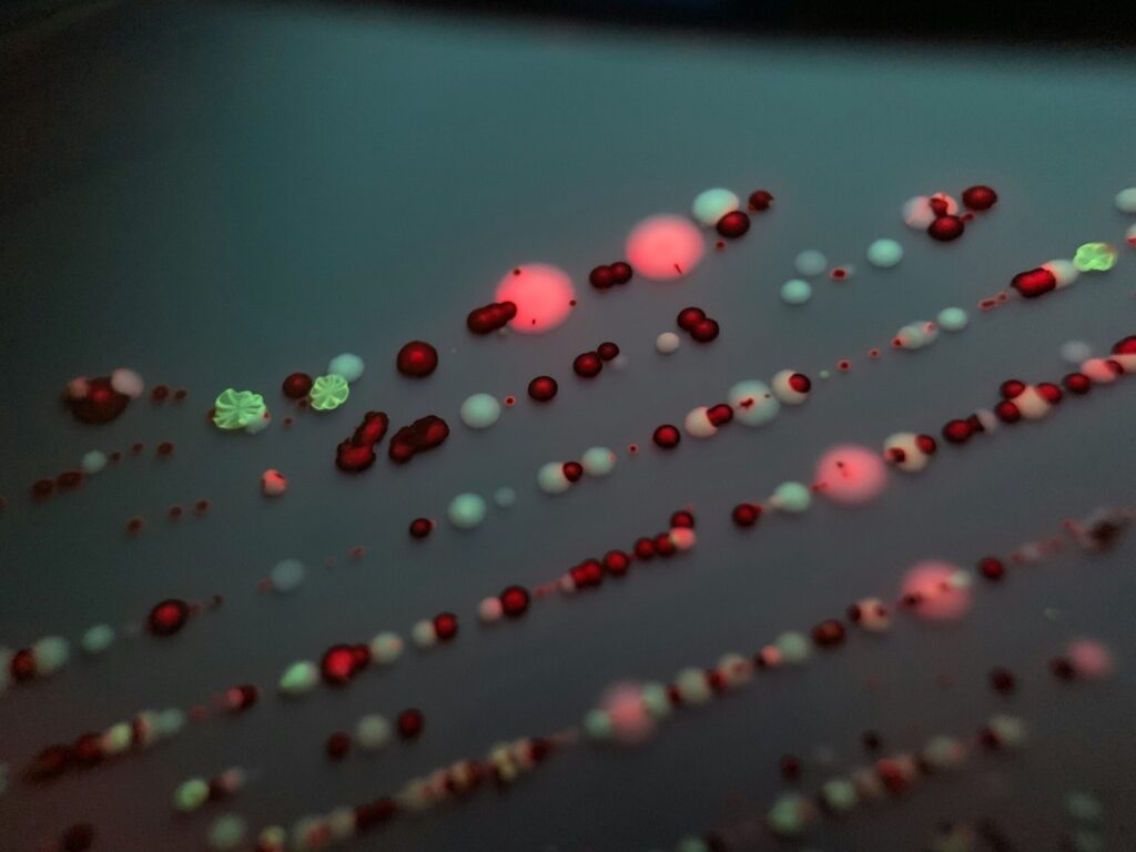 蛍光鉱物——ブラックライトで光る石の写真