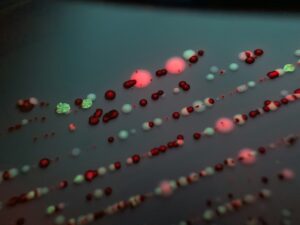 蛍光鉱物——ブラックライトで光る石の写真