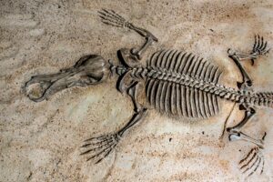 神流町恐竜センターの化石発掘体験イメージ