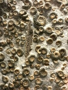 モササウルスの歯の化石標本