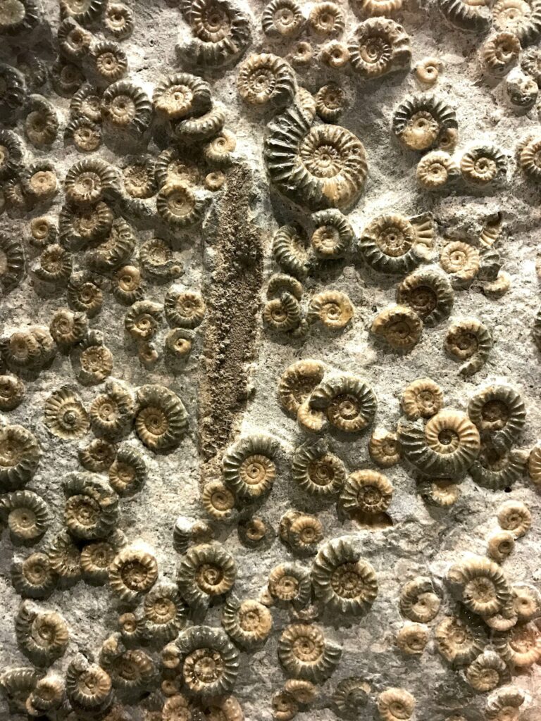 モササウルスの歯の化石標本